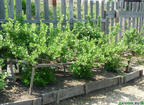 Колобок: описание сорта крыжовника и советы садоводов по выращиванию