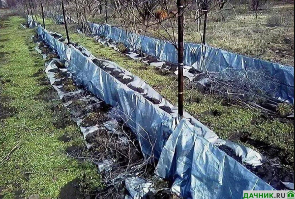 Укрытие винограда на зиму: рекомендации садоводов