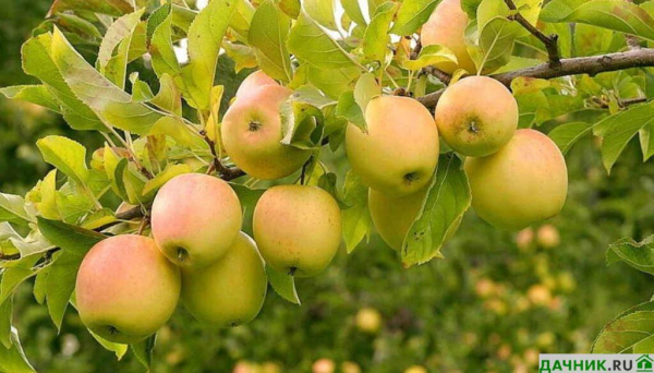 Особенности выращивания яблони Голден Делишес
