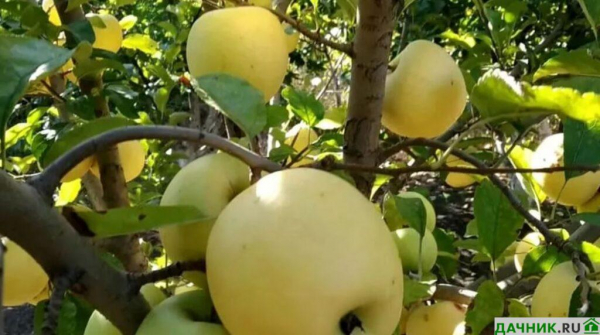 Особенности выращивания яблони Голден Делишес